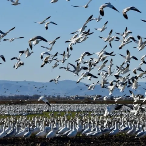 Geese in Alfalfa-Sacramento Valley CA
