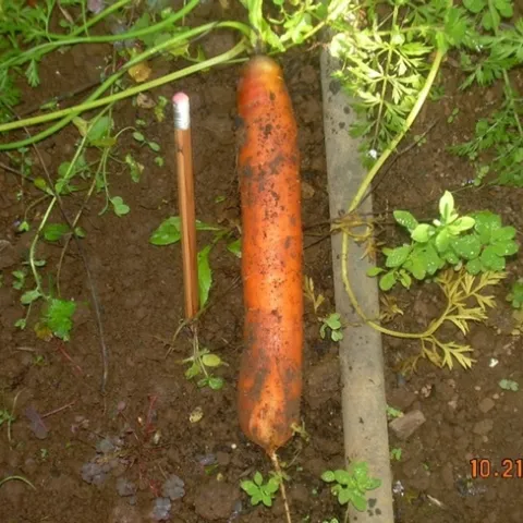 Harvested healthy carrot laying next to a pencil showing how large it is.