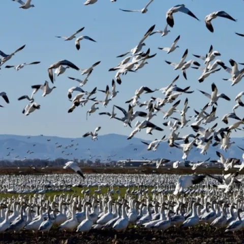 Snow geese and Ross's geese foraging in alfalfa hay in the Sacramento Valley, 2021. Photo: Steven Beckley, Woodland, CA
