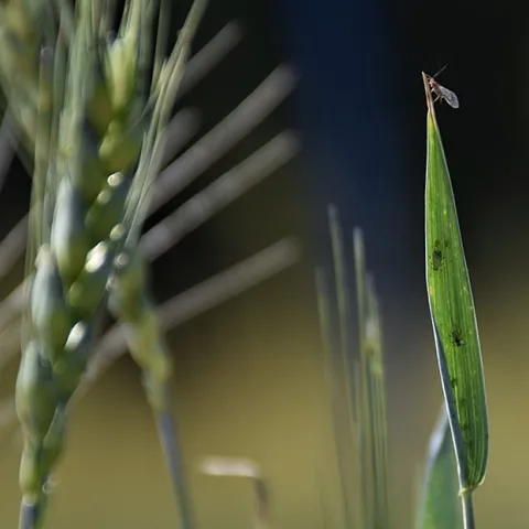 A winged aphid, photo courtesy of Jessica Kansman, Pennsylvania State University.