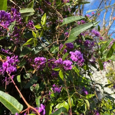 Hardenbergia photo by Mike Gunther