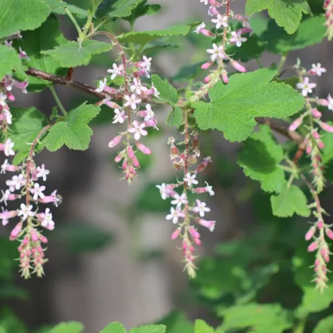 Chaparral currant 'Dancing Tassels'
