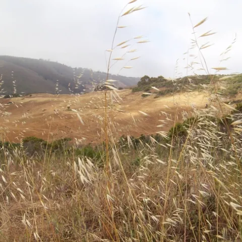 A photo of the golden hills, trees, and grasses at Range Camp, located in the Elkus Hills.