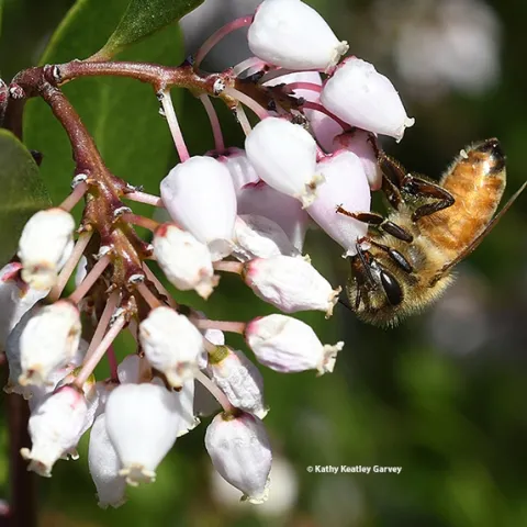 A honey bee foraging on manzanita in the UC Davis Department of Entomology and Nematology's Honey Bee Haven on Bee Biology Road. (Photo by Kathy Keatley Garvey)