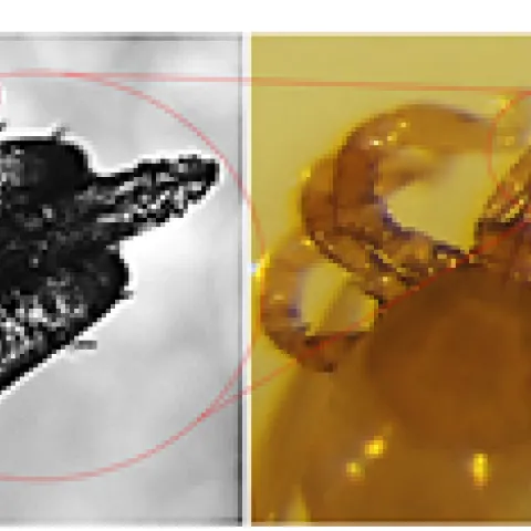 These are some of the illustrations that assistant professor Monika Gulia-Nuss will use in her presentation.