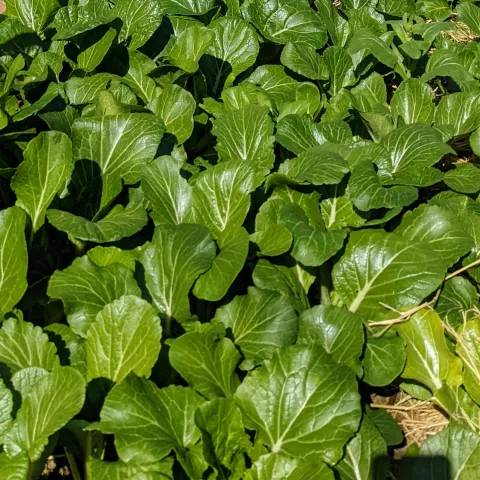 Bok Choy, Donna Lee