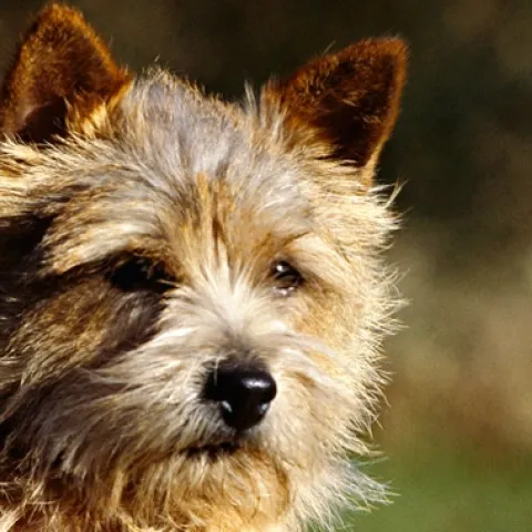 Little Bit - cute little brown terrier dog