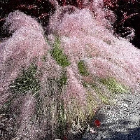Pink feathery muhly grass
