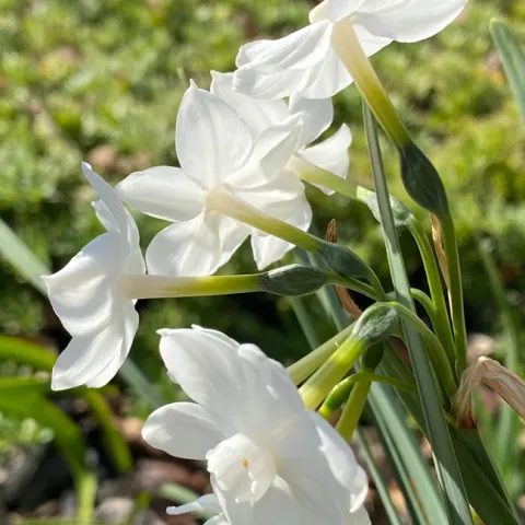 photos by David Bellamy