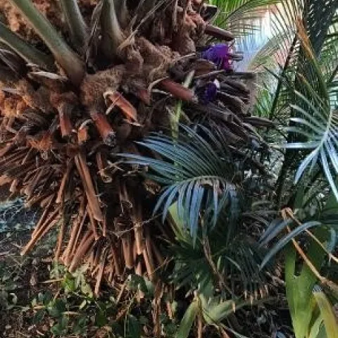 Sago palm and iris. photos by Karen Metz