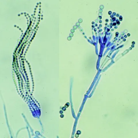 penicillium