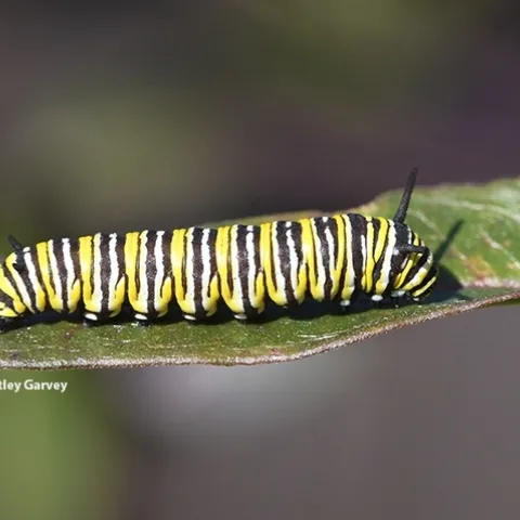 A winter monarch caterpillar munching on the remnants of milkweed on Jan. 23 in Vacaville, Calif. (Photo by Kathy Keatley Garvey)