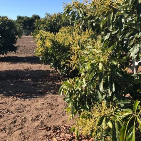 avocado bloom