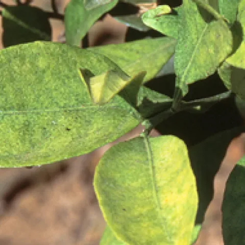 citrus red mite damage