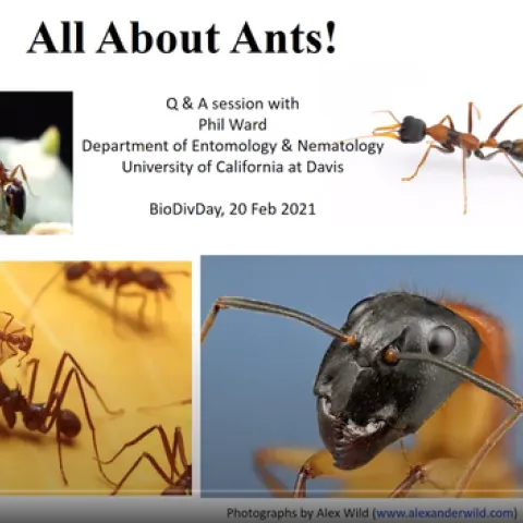 UC Davis Professor Phil Ward delivered a presentation on "All About Ants" at the UC Davis Biodiversity Museum Day/Month on Feb. 20. It is now on YouTube. Photos are by Alex Wild. (Screen shot)