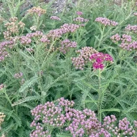 Rose yarrow. Photo: McDonald