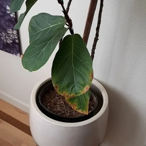 Ficus lyrata with burnt leaf margins