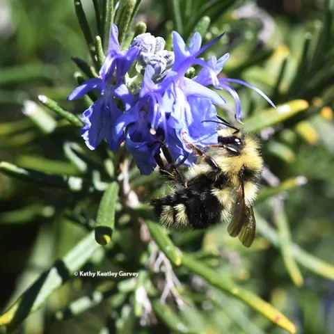 A black-tailed bumble bee, Bombus melanopygus, foraging on rosemary at the Benicia Capitol State Historic Park on Feb. 23, 2021. (Photo by Kathy Keatley Garvey)