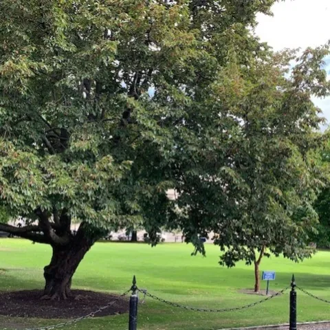 well maintained urban tree cools a park