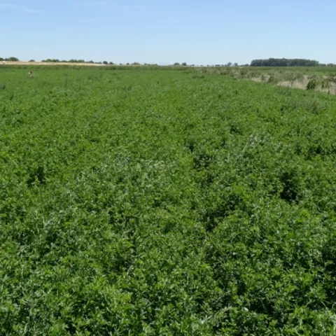 glyphosate plus inseason broad