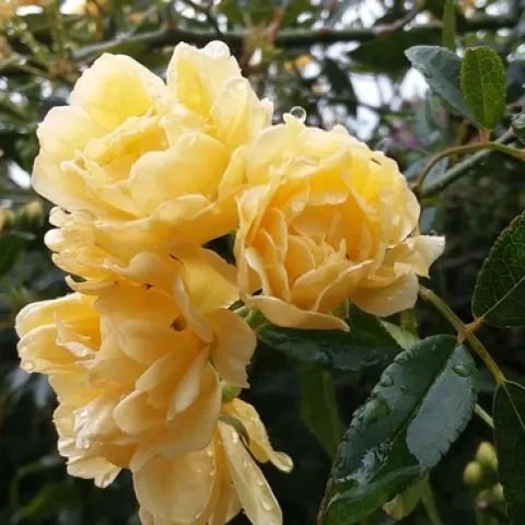 Photo by Polly Nelson