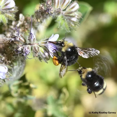 Two bumble bees, Bombus vandykei, seek the same Phacellia plant on the UC Davis central campus in this 2017 photo. (Photo by Kathy Keatley Garvey)