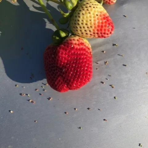 Clear damage from bird feeding on what many know to be the seeds of strawberry.