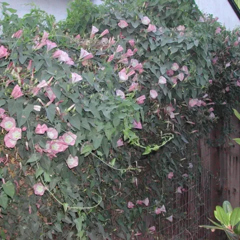 Western morning glory vine on fence