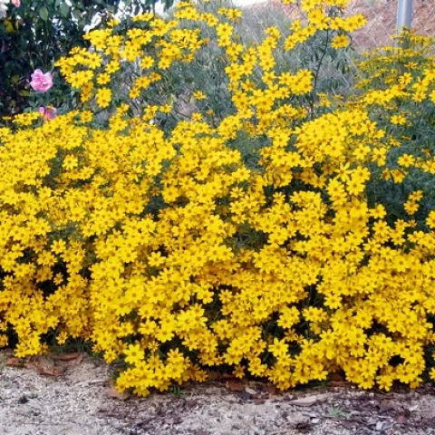 Mexican marigold. (pinterest.com)