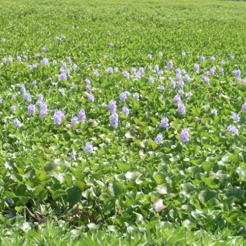 water hyacinth in the Delta