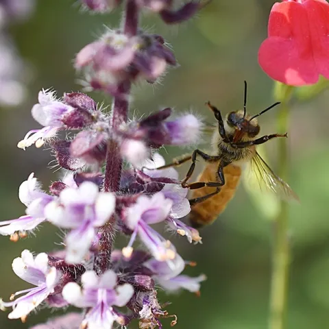 A honey bee gives a "high five." (Photo by Kathy Keatley Garvey)