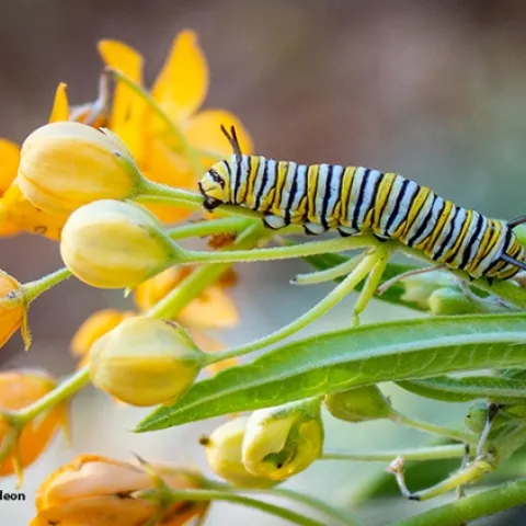 This is Henry as a winter monarch caterpillar found in the front yard of Karen Gideon, Greenbrae. It was feasting on her milkweed, “Hello Yellow” Asclepias tuberosa, native to eastern and southwestern North America. (Photo by Karen Gideon)