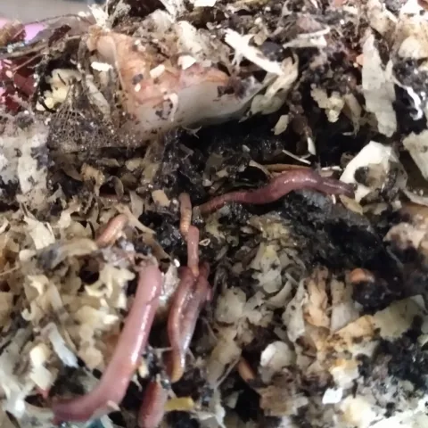 Red wigglers inside their bin.