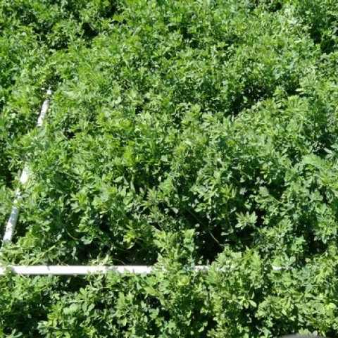 glyphosate plus inseason close