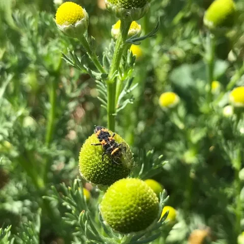 Lady beetle larva on top of yellow and green inflorescence.