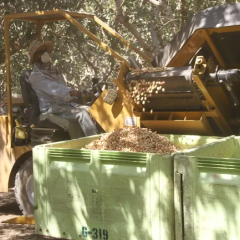 Growers considering planting pistachios can refer to a new UC study for estimated production costs and returns.
