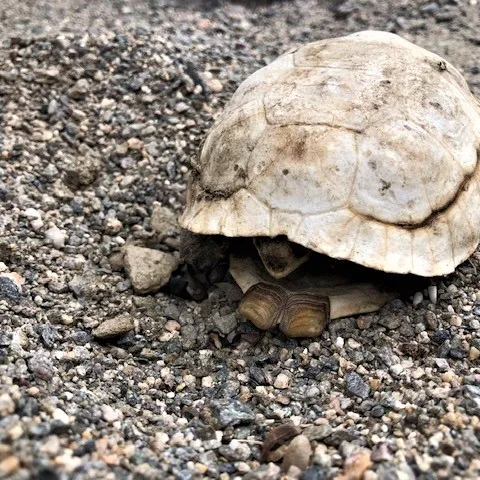 a Desert tortoise with it's head mostly tucked in.