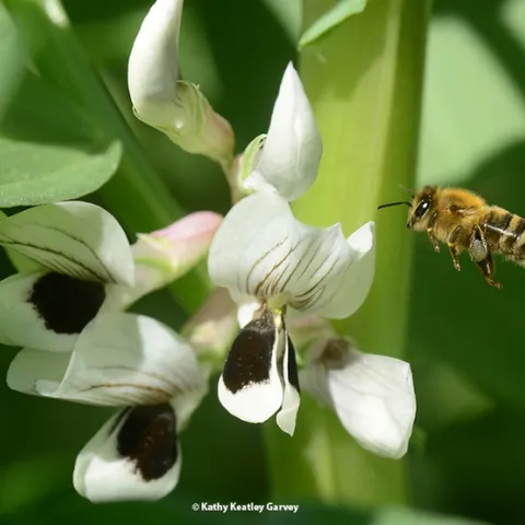 A honey bee heads for fava bean blossoms. Note the silver-gray pollen. (Photo by Kathy Keatley Garvey)