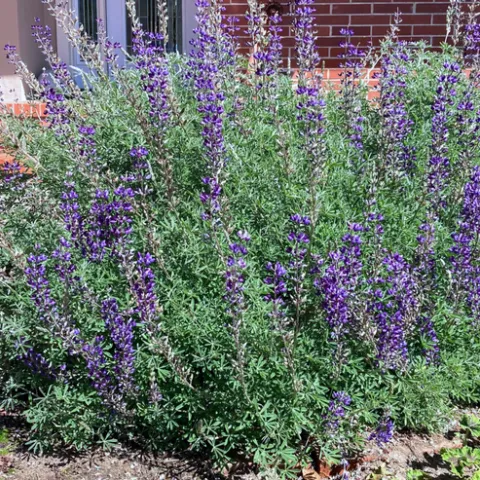 Silver Bush Lupine – Lupinus Albifrons