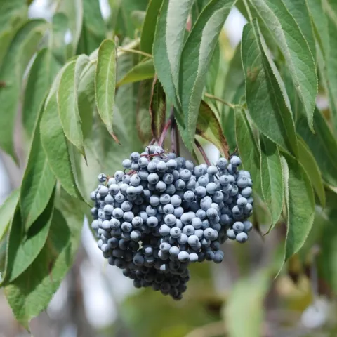 BlueElderberries