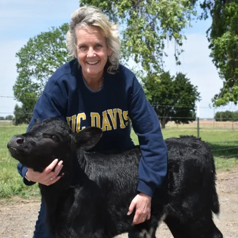 Cosmo, a bull calf was born in April 2020 at UC Davis. Scientists successfully genome-edited him as an embryo to produce more male offspring. Male cattle are more fuel-efficient than females and produce more meat with fewer cattle. Photo courtesy of Alison Van Eenennaam