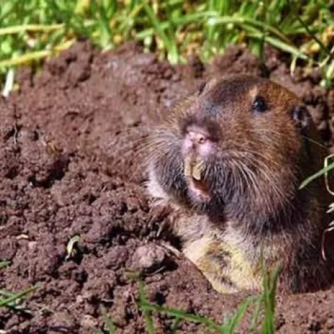 pocket-gopher