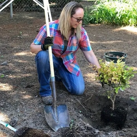 UCCE orchard and vineyard systems advisor Kari Arnold demonstrates proper tree planting. (Photo: Anne Schellman)