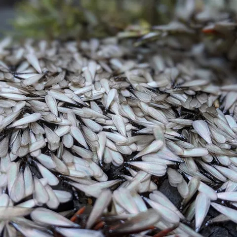 An autumn swarm event of putative species Reticulitermes hesperus, the western subterranean termite. (Photo by Casey Hubble)