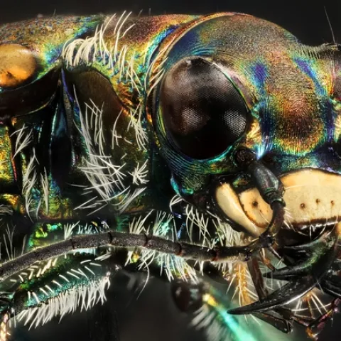 Yellowstone white tiger beetle. (Image courtesy of Yellowstone National Park, public domain, via Wikimedia Commons)