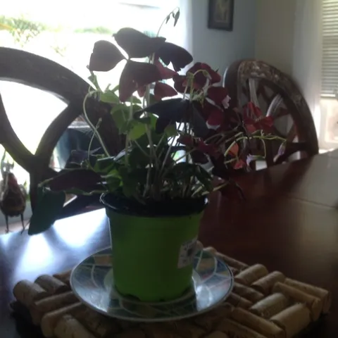 photos by Jenni Dodini