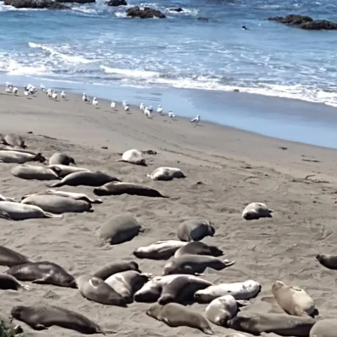 Taking it easy near Cambria, CA