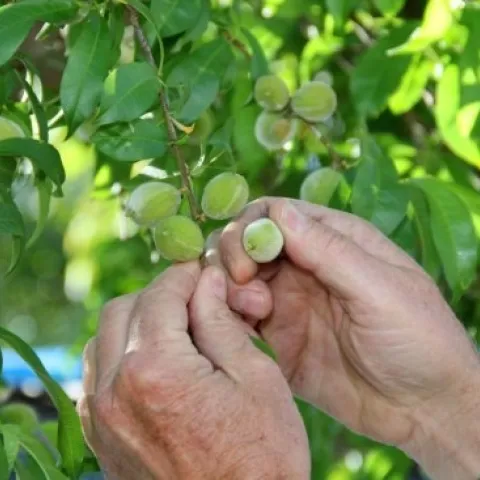 Thinning peaches by hand