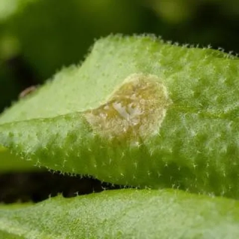 Arabidopsis-with-fungus