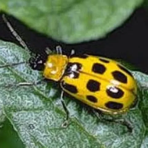 Western Spotted Cucumber Beetle
